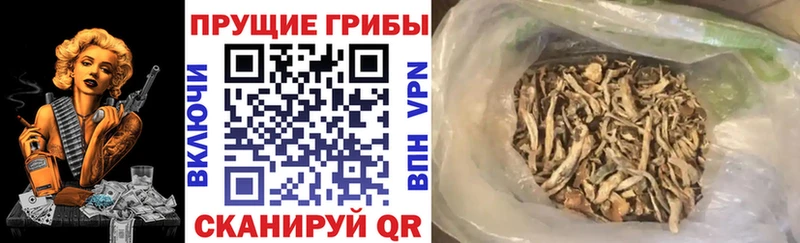 Псилоцибиновые грибы мицелий  купить наркотик  Иваново 